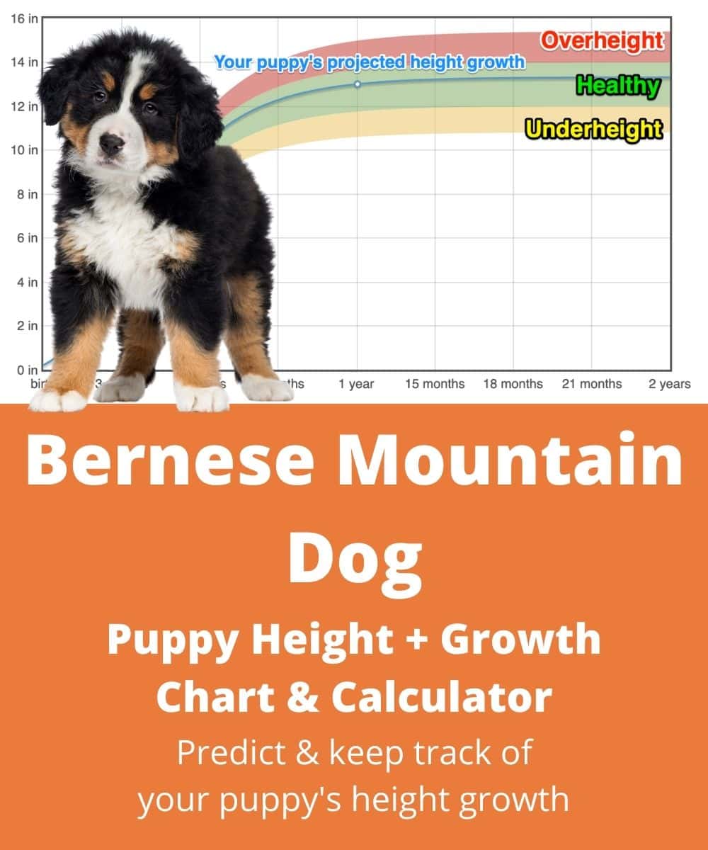 bernese-mountain-dog Puppy height Growth Chart